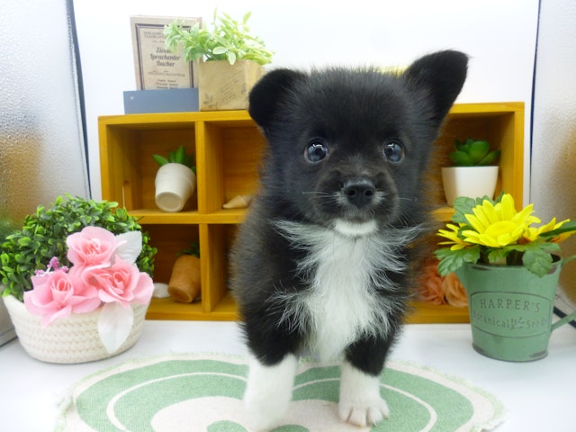 静岡県のハーフ犬・ミックス犬 (ペッツワン清水店/2024年5月9日生まれ/男の子/ブラックホワイト)の子犬