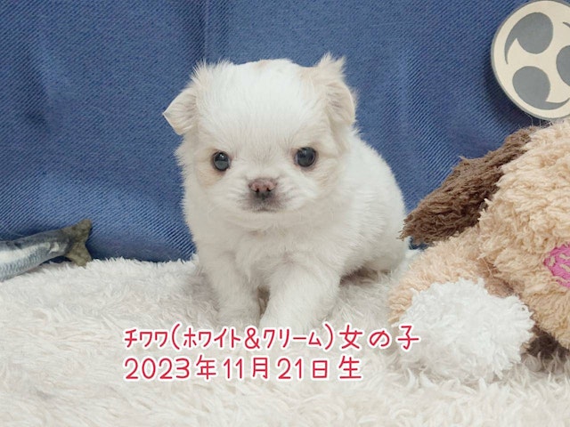 群馬県のチワワ(ロング) (ペッツワン青柳店/2023年11月21日生まれ/女の子/ホワイトクリーム)の子犬