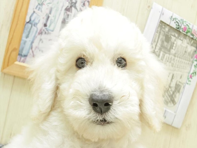 愛知県のスタンダードプードル (ペッツワン小牧店/2024年5月16日生まれ/女の子/ホワイト)の子犬