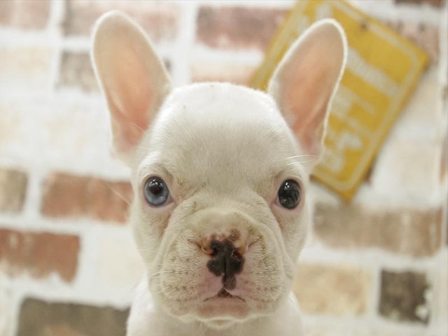 愛知県のフレンチブルドッグ (ペッツワン小牧店/2024年5月26日生まれ/女の子/ホワイト)の子犬