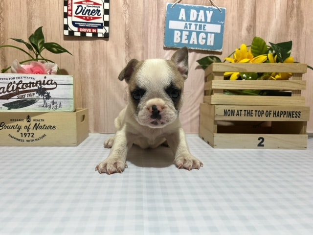 静岡県のフレンチブルドッグ (ペッツワン浜松市野店/2024年5月25日生まれ/男の子/ホワイト)の子犬