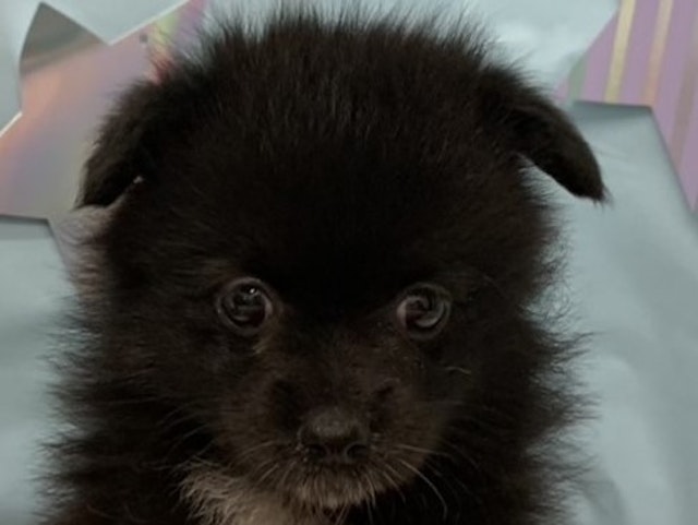 埼玉県のハーフ犬・ミックス犬 (ペッツワン北本店/2024年5月9日生まれ/女の子/ブラックホワイト)の子犬