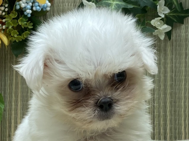 埼玉県のハーフ犬・ミックス犬 (ペッツワン北本店/2024年5月18日生まれ/男の子/ホワイト)の子犬
