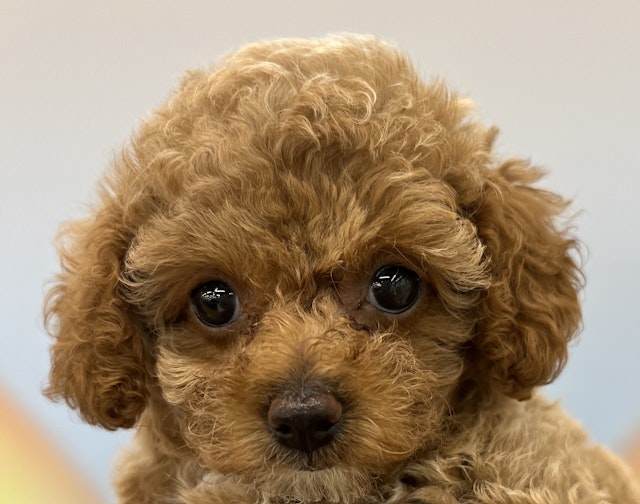 千葉県のハーフ犬・ミックス犬 (ペッツワン佐倉店/2024年5月24日生まれ/女の子/レッド)の子犬