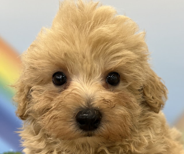 千葉県のハーフ犬・ミックス犬 (ペッツワン佐倉店/2024年5月24日生まれ/男の子/アプリコット)の子犬