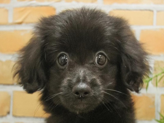 千葉県のハーフ犬・ミックス犬 (ペッツワン稲沢ハーモニーランド店/2024年5月19日生まれ/男の子/ブラック)の子犬