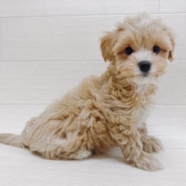 千葉県のハーフ犬・ミックス犬 (ペッツワン館山店/2024年5月16日生まれ/男の子/クリーム)の子犬