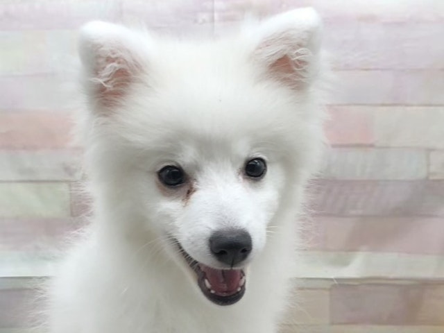 静岡県のハーフ犬・ミックス犬 (ペッツワン掛川店/2024年2月18日生まれ/女の子/ホワイト)の子犬