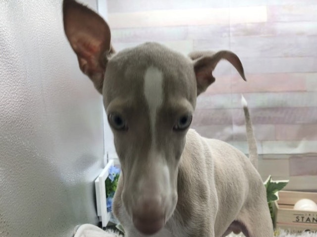 静岡県のイタリアングレーハウンド (ペッツワン掛川店/2024年3月30日生まれ/男の子/フォーンホワイト)の子犬