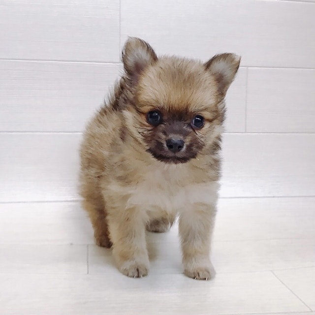 千葉県のハーフ犬・ミックス犬 (ペッツワン東金店/2024年5月26日生まれ/男の子/オレンジセーブル)の子犬