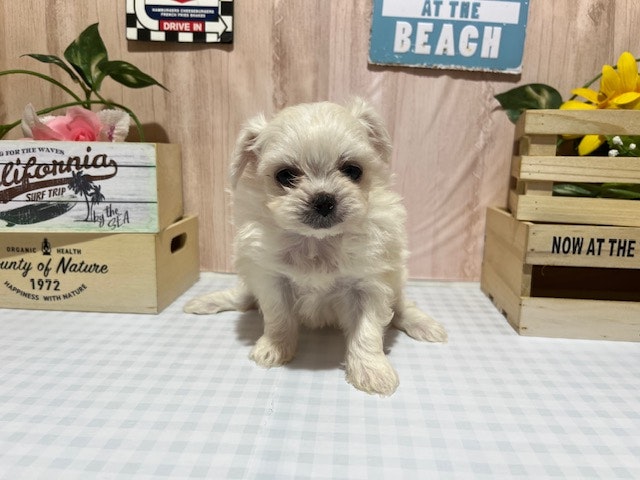 静岡県のハーフ犬・ミックス犬 (ペッツワン浜松市野店/2024年5月13日生まれ/女の子/ホワイト)の子犬