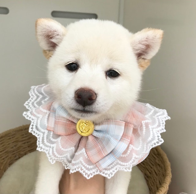 岐阜県の柴犬(標準サイズ) (ペッツワン可児店/2024年5月18日生まれ/女の子/ホワイト)の子犬