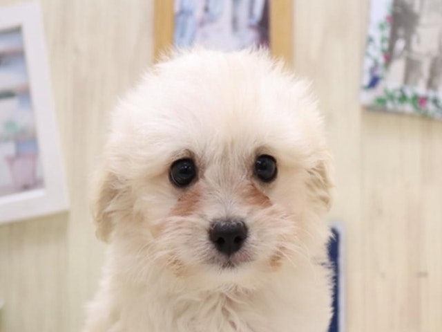 愛知県のハーフ犬・ミックス犬 (ペッツワン名古屋守山店/2024年4月14日生まれ/女の子/クリーム)の子犬