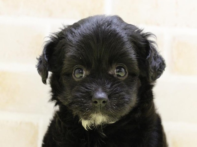 愛知県のハーフ犬・ミックス犬 (ペッツワン名古屋守山店/2024年4月14日生まれ/女の子/ブラック)の子犬