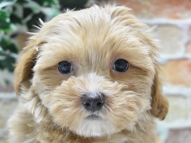 愛知県のハーフ犬・ミックス犬 (ペッツワン名古屋守山店/2024年5月17日生まれ/女の子/アプリコット)の子犬