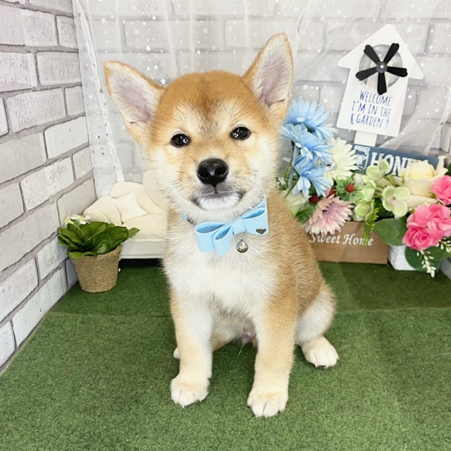 兵庫県の柴犬(標準サイズ) (ペッツワン神戸深江浜店/2024年5月12日生まれ/男の子/赤)の子犬