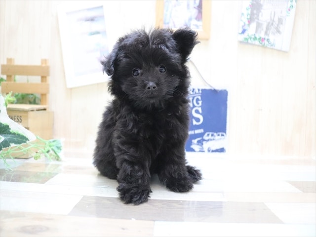愛知県のハーフ犬・ミックス犬 (ペッツワン名古屋当知店/2024年3月7日生まれ/女の子/シルバー)の子犬