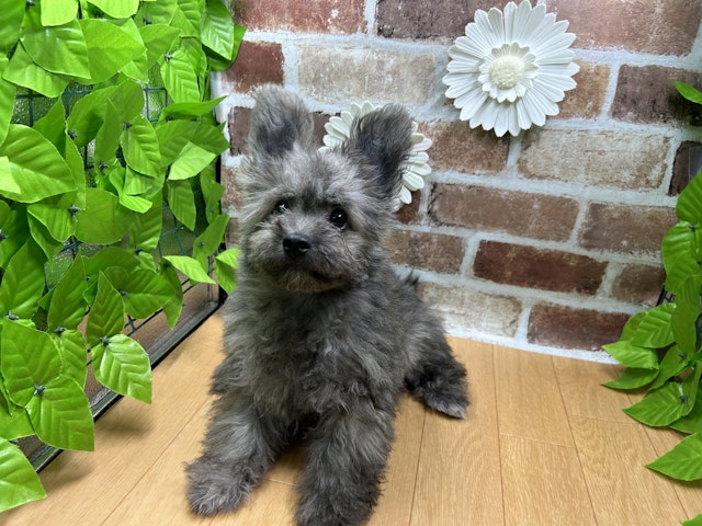 福島県のハーフ犬・ミックス犬 (ペッツワン白河モール店/2024年3月9日生まれ/男の子/ブリンドル)の子犬