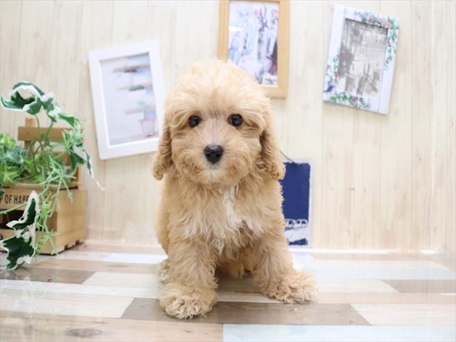 愛知県のハーフ犬・ミックス犬 (ペッツワン名古屋当知店/2024年5月21日生まれ/女の子/アプリコット)の子犬