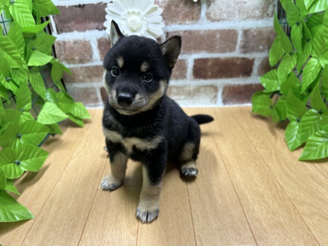 福島県の柴犬(標準サイズ) (ペッツワン白河モール店/2024年5月25日生まれ/女の子/黒)の子犬