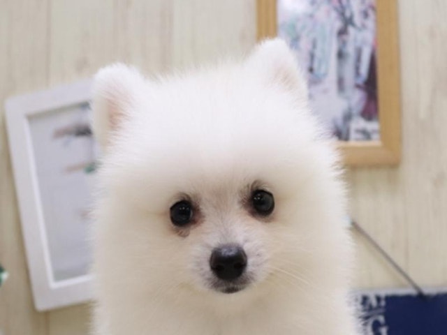 三重県のポメラニアン (ペッツワン明和店/2024年5月27日生まれ/女の子/ホワイト)の子犬