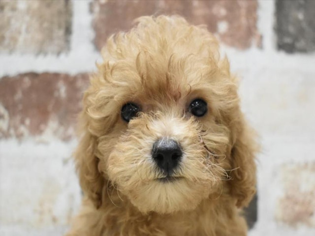 三重県のトイプードル(トイ) (ペッツワン明和店/2024年3月31日生まれ/女の子/レッド)の子犬