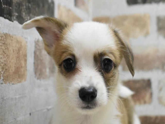 三重県のハーフ犬・ミックス犬 (ペッツワン明和店/2024年5月15日生まれ/女の子/ホワイト)の子犬