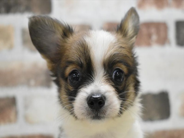 三重県のハーフ犬・ミックス犬 (ペッツワン明和店/2024年5月15日生まれ/男の子/ホワイト)の子犬