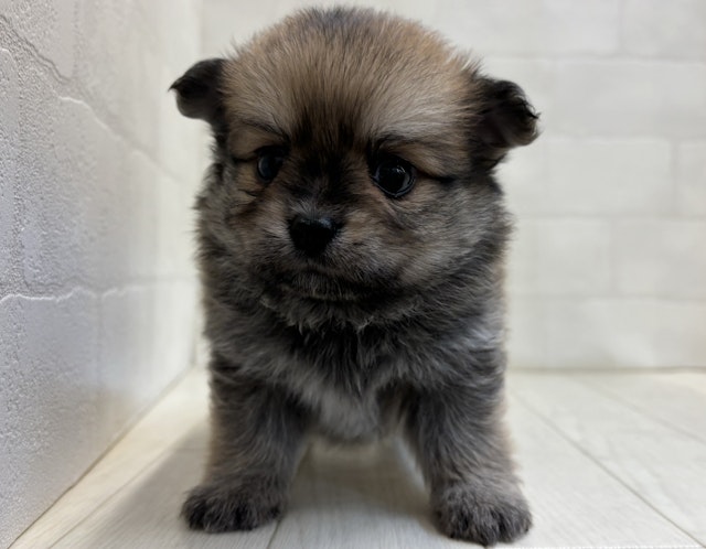 埼玉県のハーフ犬・ミックス犬 (ペッツワン大利根店/2024年5月27日生まれ/男の子/レッドホワイト)の子犬