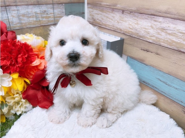 大阪府のハーフ犬・ミックス犬 (ペッツワン太子店/2024年5月23日生まれ/男の子/ホワイト)の子犬