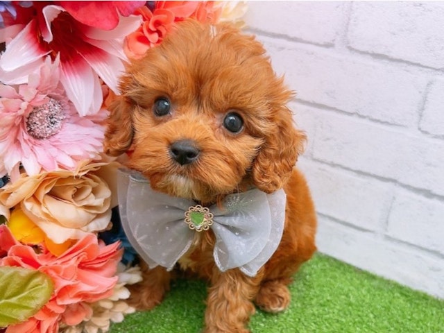大阪府のハーフ犬・ミックス犬 (ペッツワン太子店/2024年3月31日生まれ/男の子/レッドホワイト)の子犬