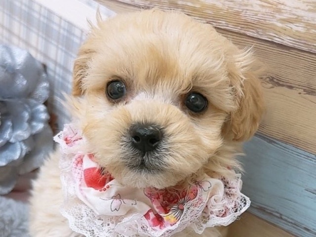 大阪府のハーフ犬・ミックス犬 (ペッツワン太子店/2024年5月11日生まれ/男の子/クリーム)の子犬