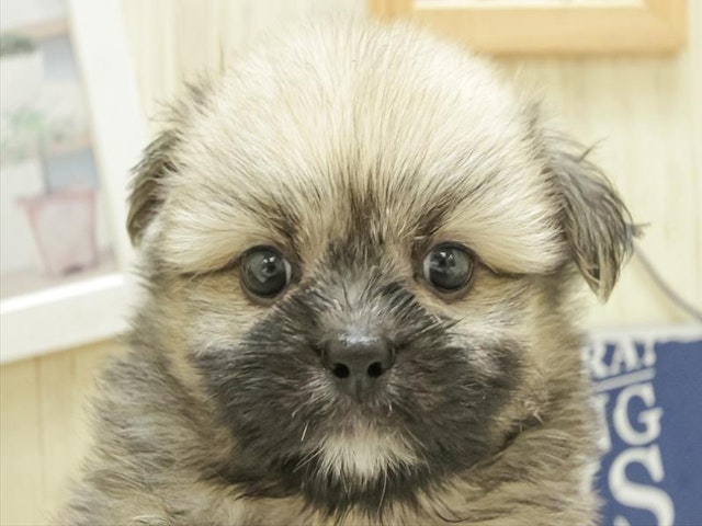 愛知県のハーフ犬・ミックス犬 (ペッツワン小牧店/2024年5月3日生まれ/男の子/その他色)の子犬