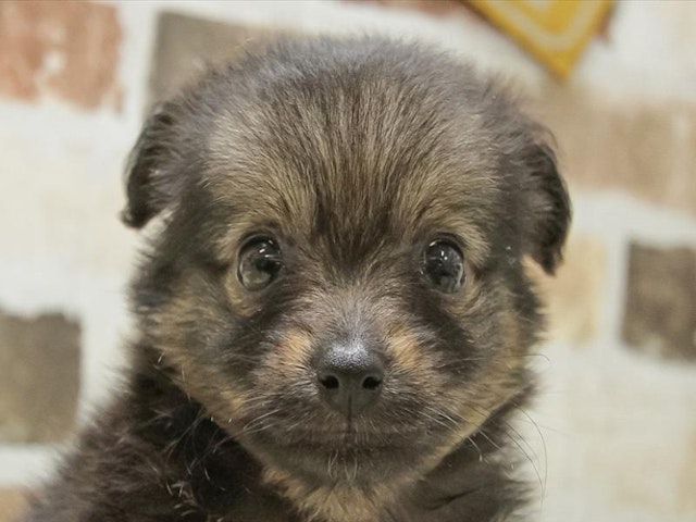 愛知県のハーフ犬・ミックス犬 (ペッツワン小牧店/2024年3月31日生まれ/女の子/レッド)の子犬