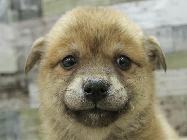 滋賀県のハーフ犬・ミックス犬 (ペッツワン彦根店/2024年2月16日生まれ/女の子/レッド)の子犬