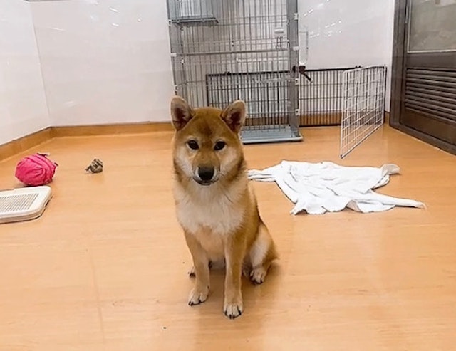 千葉県の柴犬(標準サイズ) (ペッツワン富津店/2024年2月29日生まれ/男の子/赤)の子犬