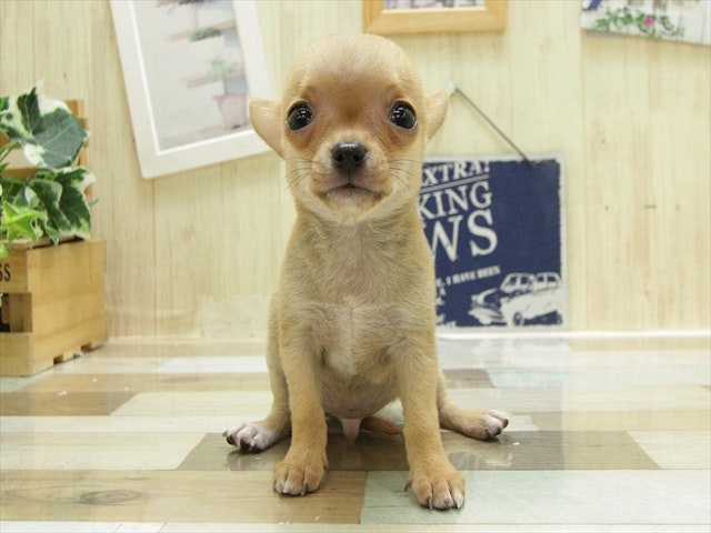 愛知県のチワワ(ロング) (ペッツワン小牧店/2024年5月31日生まれ/男の子/フォーン)の子犬