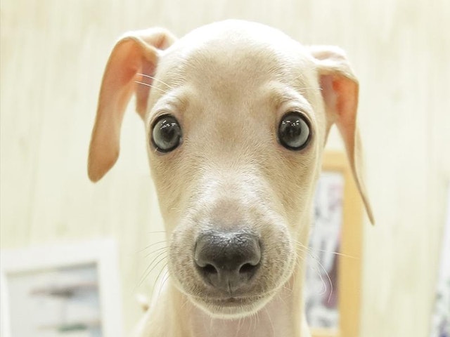愛知県のイタリアングレーハウンド (ペッツワン小牧店/2024年6月1日生まれ/男の子/フォーンホワイト)の子犬