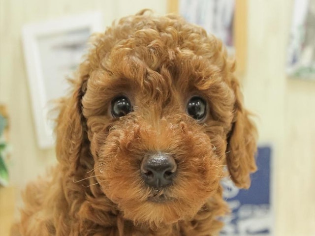 愛知県のトイプードル(トイ) (ペッツワン小牧店/2024年6月2日生まれ/女の子/レッド)の子犬