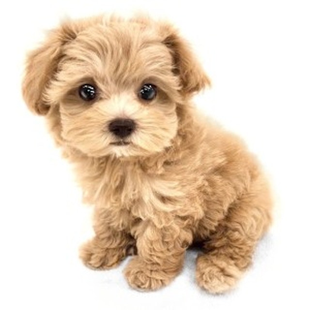 神奈川県のハーフ犬・ミックス犬 (ペッツワン城山店/2024年5月31日生まれ/女の子/アプリコット)の子犬