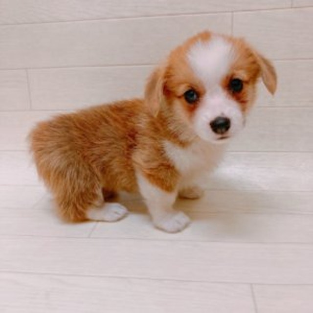 千葉県のウェルシュコーギーペンブローク (ペッツワン館山店/2024年5月19日生まれ/女の子/レッドホワイト)の子犬