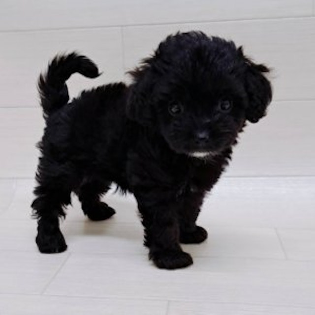 千葉県のハーフ犬・ミックス犬 (ペッツワン館山店/2024年5月4日生まれ/女の子/ブラック)の子犬