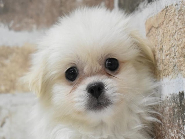 滋賀県のハーフ犬・ミックス犬 (ペッツワン彦根店/2024年4月30日生まれ/男の子/クリーム)の子犬