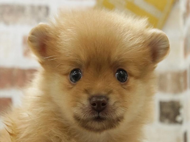 滋賀県のポメラニアン (ペッツワン彦根店/2024年5月11日生まれ/男の子/ビーバー)の子犬