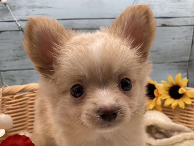 静岡県のハーフ犬・ミックス犬 (ペッツワン藤枝店/2024年5月23日生まれ/男の子/クリーム)の子犬