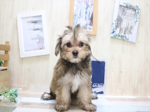 愛知県のハーフ犬・ミックス犬 (ペッツワン名古屋当知店/2024年3月4日生まれ/女の子/レッドホワイト)の子犬