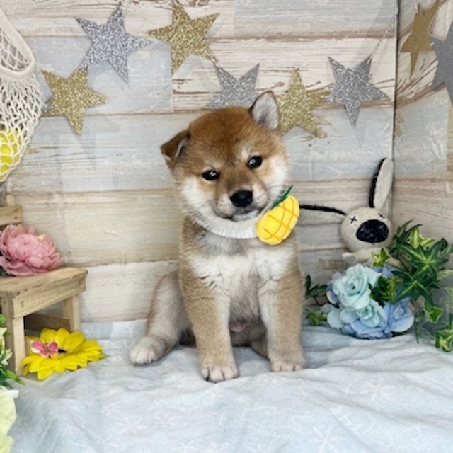 大阪府の柴犬(標準サイズ) (ペッツワン交野店/2024年5月9日生まれ/男の子/赤)の子犬