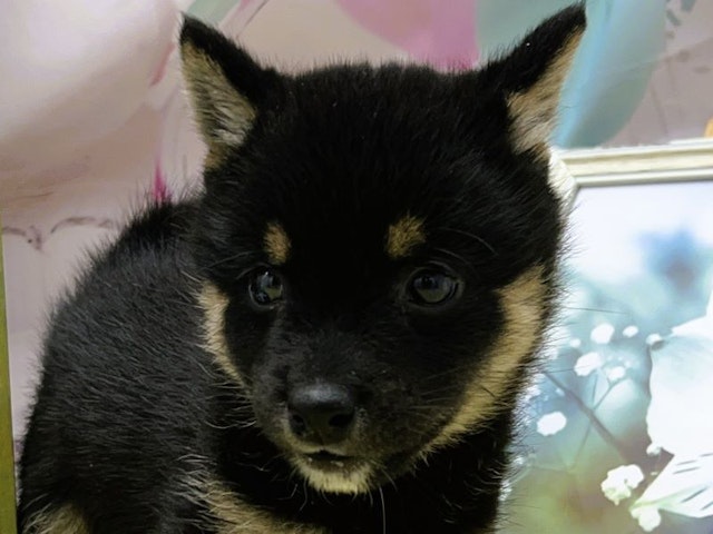 静岡県の豆柴 (ペッツワン富士宮小泉店/2024年5月23日生まれ/男の子/黒)の子犬