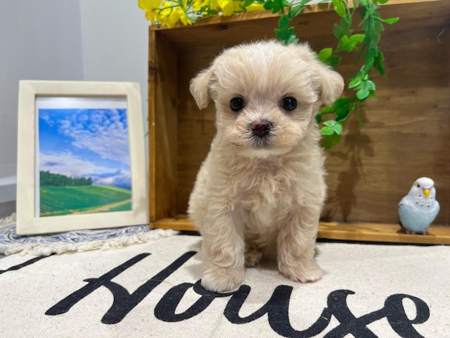 群馬県のハーフ犬・ミックス犬 (ペッツワン前橋小島田店/2024年6月7日生まれ/女の子/クリーム)の子犬