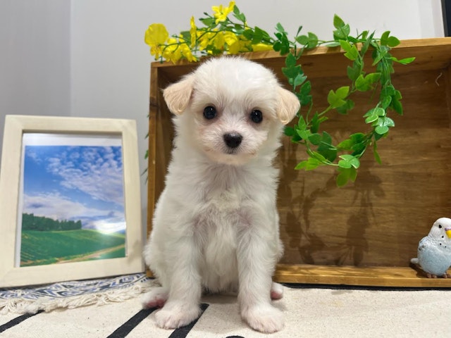 群馬県のハーフ犬・ミックス犬 (ペッツワン前橋小島田店/2024年6月8日生まれ/女の子/ホワイト)の子犬